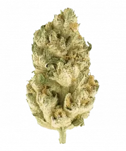 Chem Scout, yakıtımsı aroması ve yüksek THC içeriğiyle öne çıkan dengeli bir hibrit türdür. Stres ve ağrı için ideal. Genetik yapısını keşfedin.