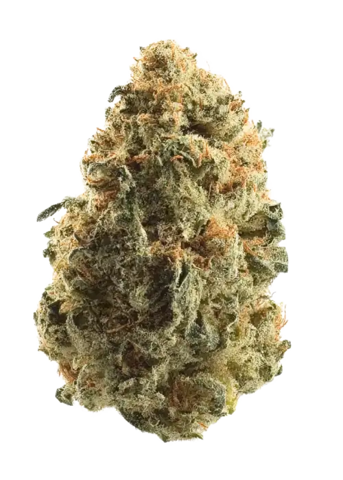 Chem Tini, sert yakıtımsı aroması ve yüksek THC içeriğiyle bilinen bir hibrit türdür. Stardawg genetiğiyle benzersiz etkilerini keşfedin ve detaylıca görüntüleyin.