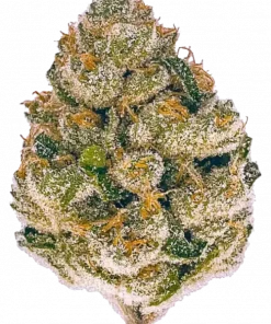 Chemdawg, sert yakıtımsı aroması ve yüksek psikoaktif etkisiyle bilinen Indica dominant bir türdür. Ağrı ve stresi azaltan genetik yapısını keşfedin.