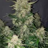 Chemdawg Auto Fem Esrar Tohumu (Fast Buds)