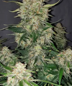 Chemdawg Auto Fem Esrar Tohumu (Fast Buds)