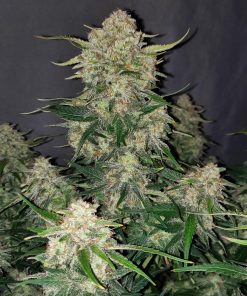 Chemdawg Auto Fem Esrar Tohumu (Fast Buds)