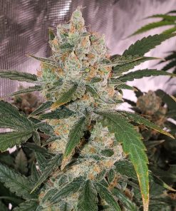 Chemdawg Auto Fem Esrar Tohumu (Fast Buds)