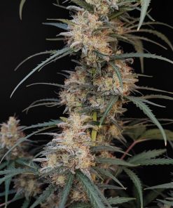 Chemdawg Auto Fem Esrar Tohumu (Fast Buds)