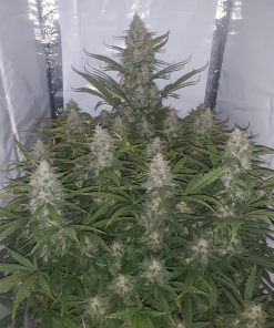 Chemdawg Auto Fem Esrar Tohumu (Fast Buds)