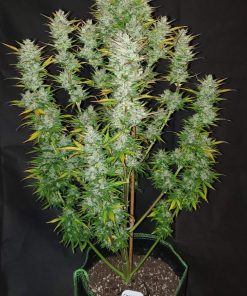 Chemdawg Auto Fem Esrar Tohumu (Fast Buds)