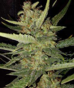 Chemdawg Auto Fem Esrar Tohumu (Fast Buds)