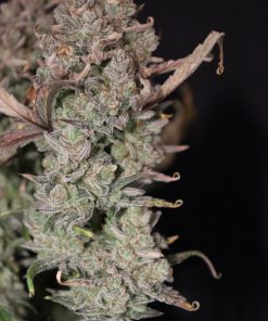 Chemdawg Auto Fem Esrar Tohumu (Fast Buds)