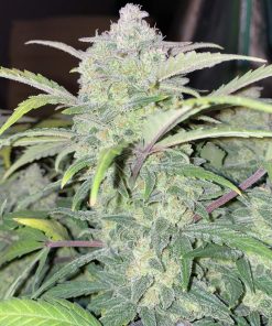 Chemdawg Auto Fem Esrar Tohumu (Fast Buds)