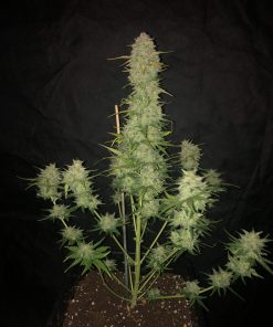 Chemdawg Auto Fem Esrar Tohumu (Fast Buds)
