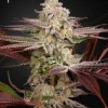Chemical Bride Feminized Esrar Tohumu (Green House Seed Co.)