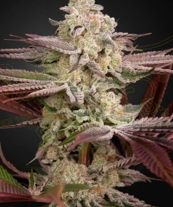 Chemical Bride Feminized Esrar Tohumu (Green House Seed Co.)