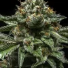 ChemPie Feminized Esrar Tohumu (Ripper Seeds)