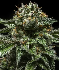 ChemPie Feminized Esrar Tohumu (Ripper Seeds)