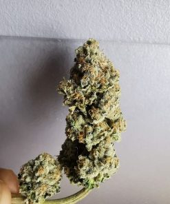 ChemPie Feminized Esrar Tohumu (Ripper Seeds)