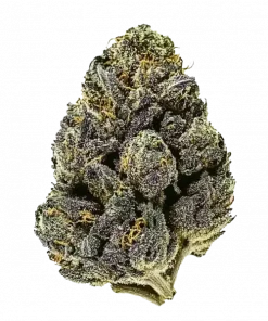 Chemie x Purple Punch, canlandırıcı etkileri ve THC oranıyla öne çıkan Sativa baskın bir türdür. Toprak aroması ve meyve notalarını keşfedin. Hemen görüntüleyin.