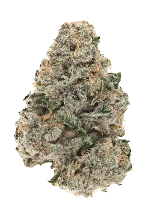 Chernobyl, keskin narenciye aromaları ve enerjik etkileriyle öne çıkan Sativa baskın bir türdür. Trainwreck genetiğiyle eşsiz deneyimi keşfedin ve hemen görüntüleyin.