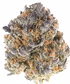 Cherry 99, tatlı kiraz aroması ve öforik etkisiyle öne çıkan dengeli bir hibrit türdür. Yaratıcılığı artıran bu türün genetik yapısını keşfedin.