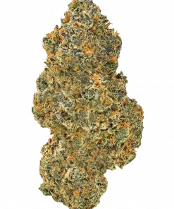 Cherry Apple Z, tatlı kiraz aroması ve rahatlatıcı etkileriyle bilinen dengeli bir hibrit türdür. Eşsiz genetik yapısını keşfedin ve özelliklerini görüntüleyin.