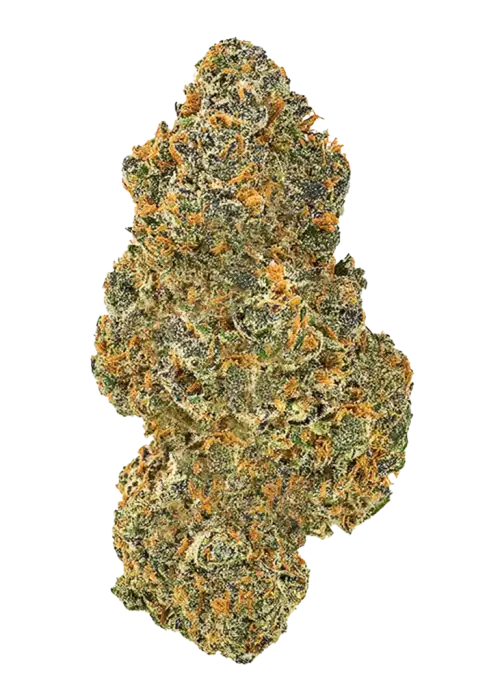 Cherry Apple Z, tatlı kiraz aroması ve rahatlatıcı etkileriyle bilinen dengeli bir hibrit türdür. Eşsiz genetik yapısını keşfedin ve özelliklerini görüntüleyin.