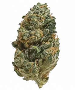 Cherry Bomb, tatlı meyve aromaları ve yüksek THC içeriğiyle bilinen sativa baskın bir türdür. Odaklanma ve rahatlama sağlayan bu türün genetik yapısını keşfedin.