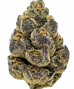 Cherry Burger, tatlı kiraz ve sert yakıt aromalarıyla öne çıkan Indica baskın bir türdür. Rahatlatıcı etkilerini ve genetik yapısını keşfedin.