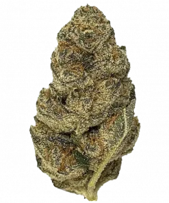 Cherry Cake, tatlı orman meyveleri aroması ve yüksek THC içeriğiyle bilinen Sativa baskın bir türdür. Depresyon ve stresi azaltmaya yardımcı olabilir. Keşfedin.