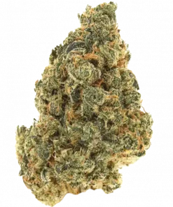 Cherry Cheesus, tatlı kiraz aroması ve 'e varan THC içeriğiyle öne çıkan dengeli bir türdür. Yaratıcılığı artıran etkilerini keşfedin.