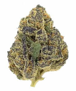 Cherry Chewbanger, tatlı meyve aromaları ve rahatlatıcı etkileriyle bilinen Indica baskın bir türdür. Clearwater Genetics imzalı bu özel türü keşfedin.