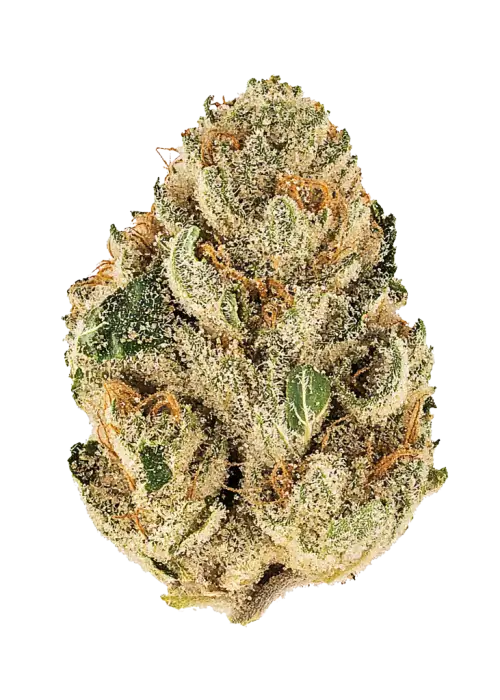 Cherry Clem, tatlı meyve aromaları ve THC ile öne çıkan Indica baskın bir türdür. Derin rahatlama ve mutluluk için genetik yapısını keşfedin.