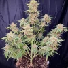 Cherry Cola Auto Fem Esrar Tohumu (Fast Buds)