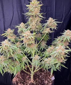 Cherry Cola Auto Fem Esrar Tohumu (Fast Buds)