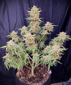 Cherry Cola Auto Fem Esrar Tohumu (Fast Buds)