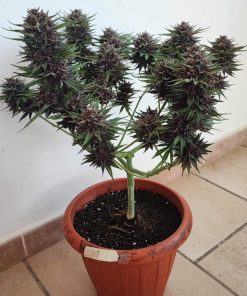 Cherry Cola Auto Fem Esrar Tohumu (Fast Buds)