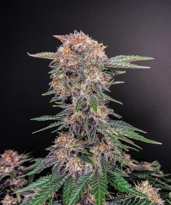Cherry Cola Auto Fem Esrar Tohumu (Fast Buds)