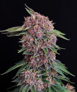 Cherry Cola Auto Fem Esrar Tohumu (Fast Buds)