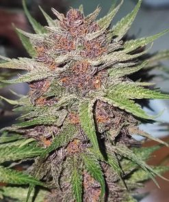 Cherry Cola Auto Fem Esrar Tohumu (Fast Buds)