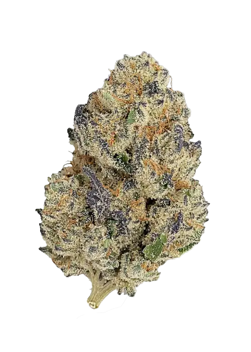 Cherry Cola Auto, tatlı meyve aromaları ve THC oranıyla öne çıkan Indica dominant bir türdür. Dengeli etkilerini keşfetmek için hemen görüntüleyin.