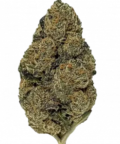 Cherry Diesel, yakıtımsı kiraz aroması ve THC içeriğiyle öne çıkan dengeli bir hibrit türdür. Enerjik etkilerini ve genetik yapısını keşfedin.