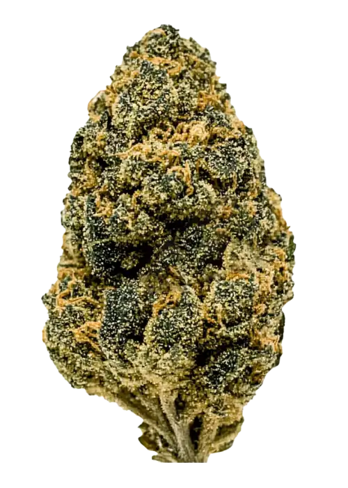 Cherry Fritters, kiraz aroması ve THC ile öne çıkan dengeli bir hibrit türdür. Ağrı ve uykusuzluğa iyi gelir. Bu eşsiz türü keşfedin.