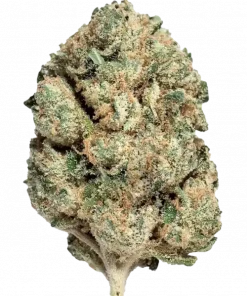 Cherry Gelato, tatlı böğürtlen aromaları ve dengeli Sativa/Indica yapısıyla öne çıkan bir türdür. Stres ve kaygıya iyi gelir. Özelliklerini keşfedin.