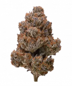 Cherry Gorilla, kiraz ve yakıtımsı aromalarıyla öne çıkan dengeli bir hibrit türdür. Yüksek THC içeriğiyle dikkat çeken bu türün genetik yapısını keşfedin.