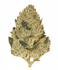 Cherry Lime Dogz, yakıtımsı ve misket limonu aromalarıyla öne çıkan dengeli bir hibrit türdür. Enerji veren ve rahatlatan etkilerini keşfedin. Hemen görüntüleyin.