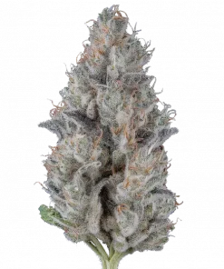 Cherry Lime Soda, tatlı meyve ve yakıtımsı misket limonu aromalarıyla öne çıkan Sativa baskın bir türdür. Enerjik etkileriyle bilinen bu türü keşfedin.