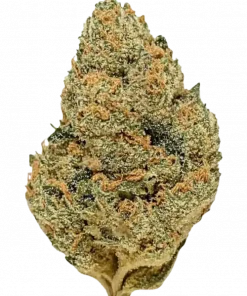 Cherry Limeade, tatlı böğürtlen aroması ve dengeli yapısıyla öne çıkan bir hibrit türdür. Zihinsel enerjiyi ve fiziksel rahatlamayı keşfedin. Hemen görüntüleyin.