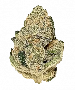 Cherry OG, yakıtımsı aroması ve yüksek THC içeriğiyle bilinen dengeli bir hibrit türdür. Yaratıcılığı artıran bu türün genetik yapısını keşfedin.