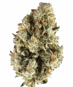 Cherry Pie, tatlı kiraz aroması ve rahatlatıcı etkileriyle bilinen bir Indica türüdür. Eşsiz genetik yapısını keşfedin ve potansiyel faydalarını görüntüleyin.