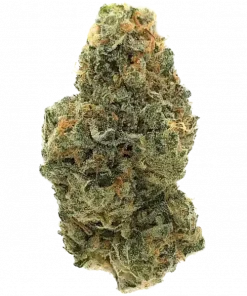 Cherry Pie OG S1, yakıtımsı ve kiraz aromalarıyla öne çıkan dengeli bir hibrit türdür. Yüksek THC içeriğiyle hem keyifli hem de rahatlatıcı etkiler sunar. Özelliklerini keşfedin.