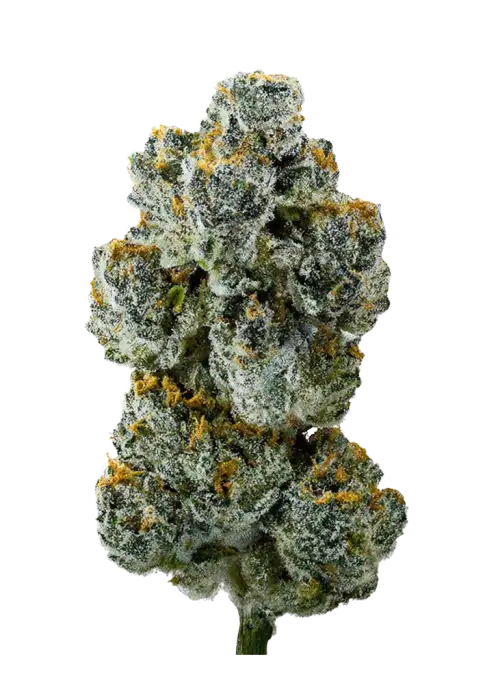 Cherry Strudel, kiraz ve limon aromalarıyla öne çıkan indica baskın bir türdür. Stresi azaltan ve rahatlatan etkilerini keşfedin. Genetik yapısını görüntüleyin.