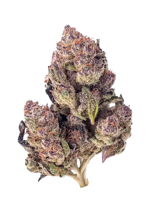 Cherry Superboof #26, çilek aroması ve yüksek THC içeriğiyle öne çıkan dengeli bir hibrit türdür. Genetik yapısını ve potansiyel faydalarını keşfedin.